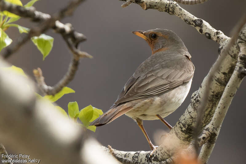 Red-throated Thrush male adult breeding, pigmentation