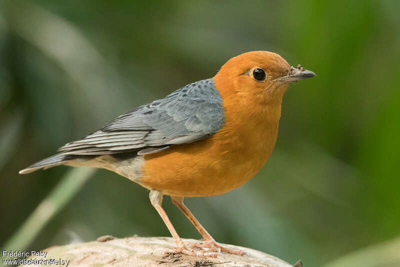 Grive à tête orange mâle adulte, identification