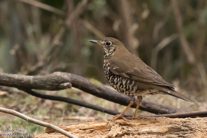 Alpine Thrush, identification