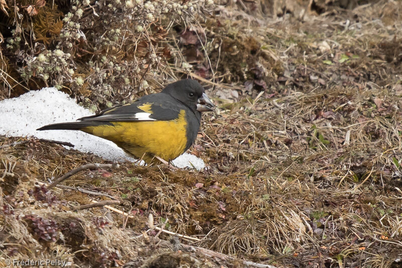 White-winged Grosbeak male adult