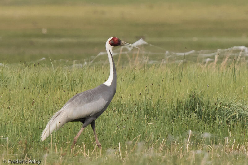 White-naped Craneadult, identification