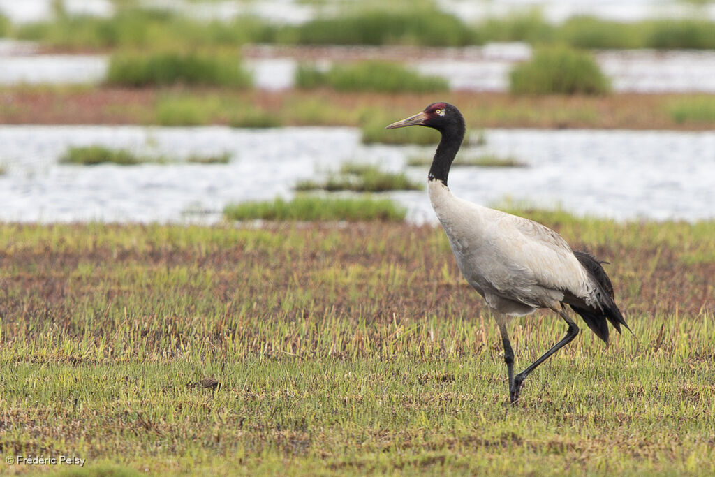 Black-necked Crane