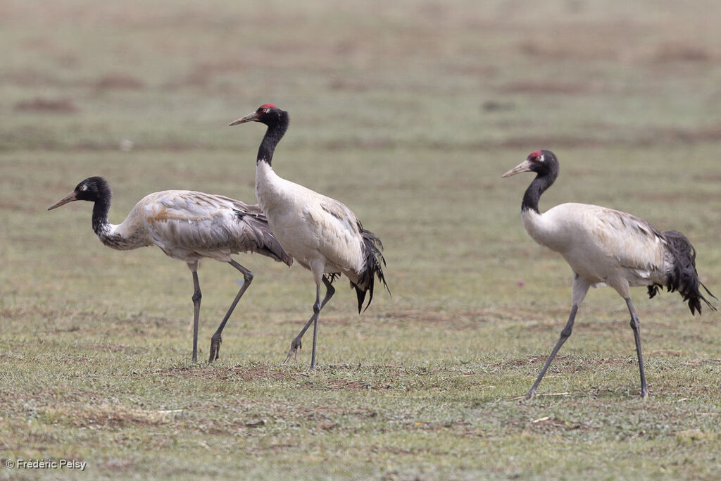 Black-necked Crane