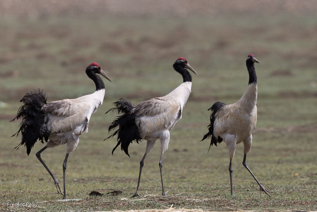 Black-necked Crane