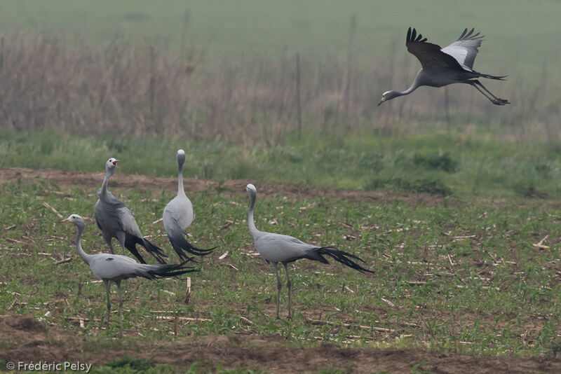 Blue Crane