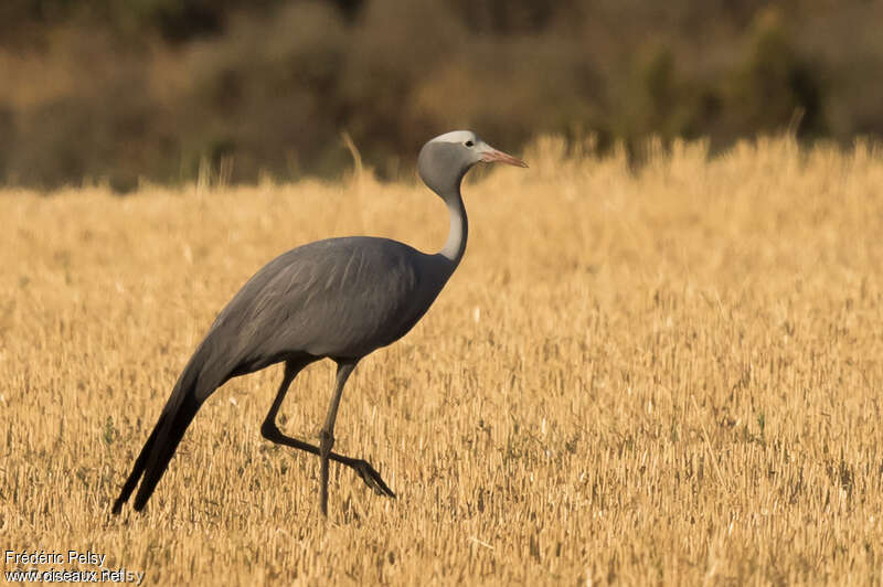 Grue de paradisadulte, identification