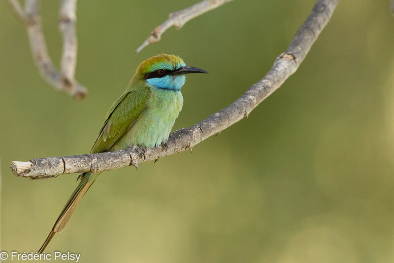 Arabian Green Bee-eater