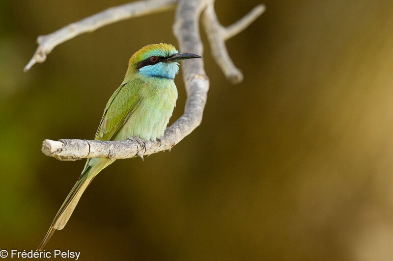 Arabian Green Bee-eater