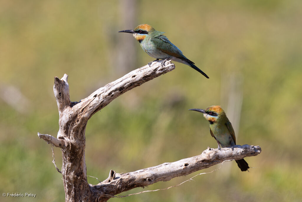 Guêpier arc-en-ciel