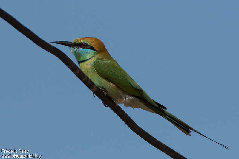 Guêpier d'Orientadulte, identification