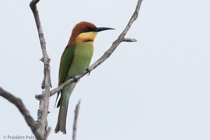 Chestnut-headed Bee-eateradult, identification