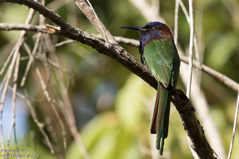 Purple-bearded Bee-eater