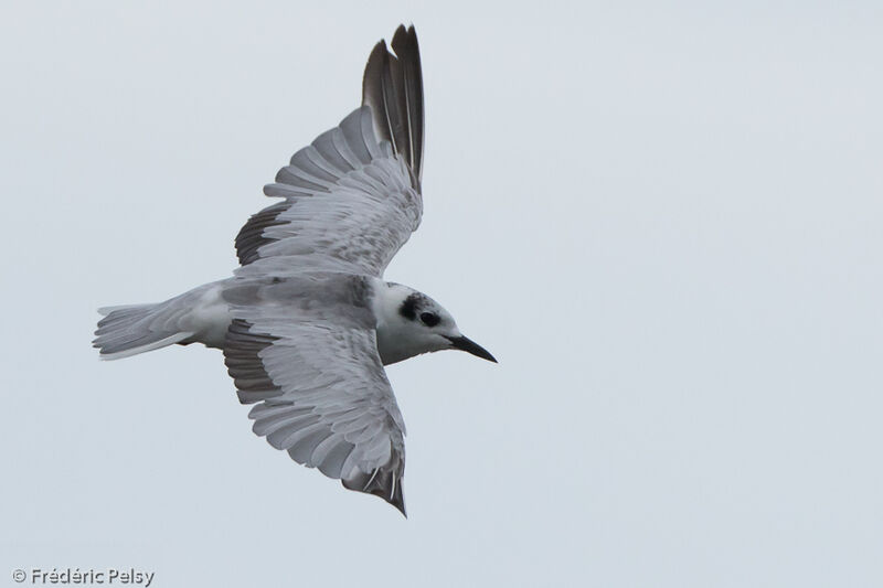 White-winged Tern