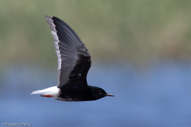 Guifette leucoptèreadulte, Vol