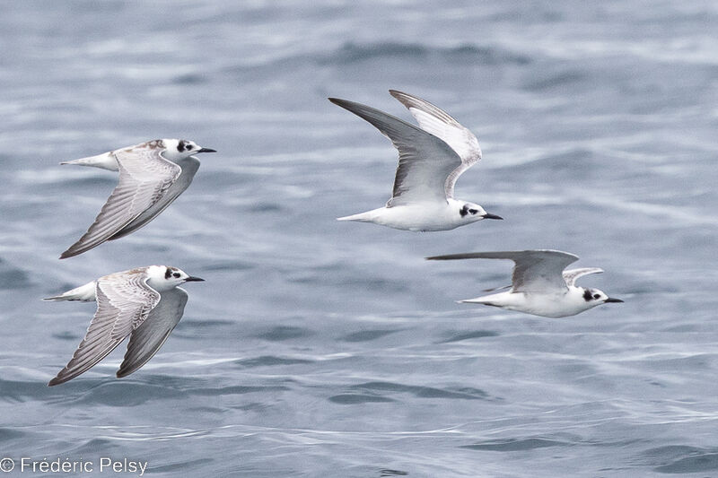 White-winged Tern