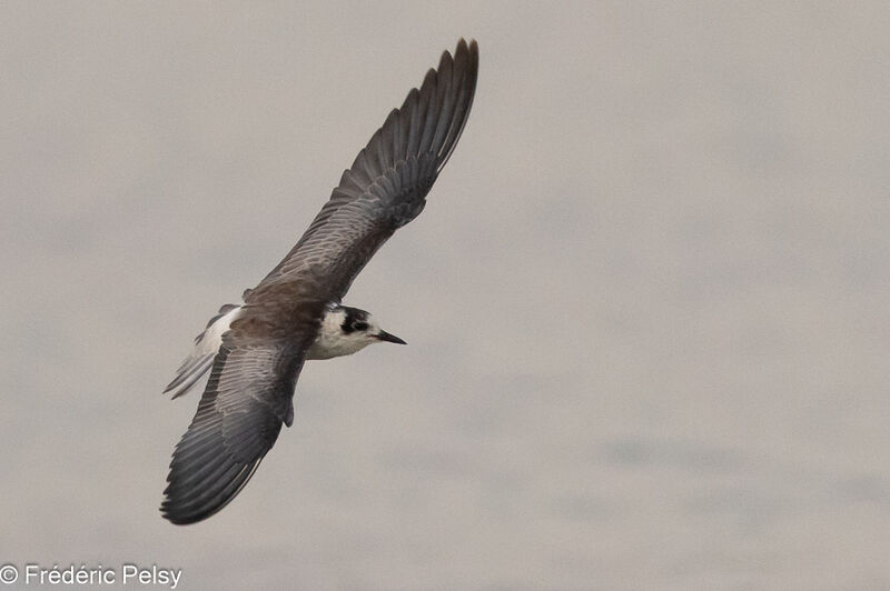 Guifette leucoptèrejuvénile, Vol