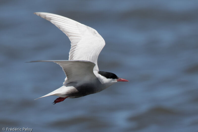 Whiskered Tern