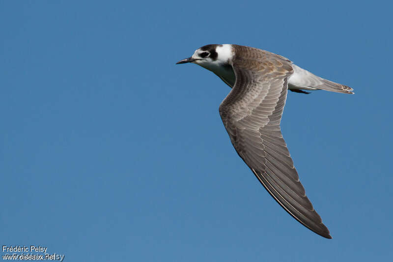 Black Ternjuvenile, Flight