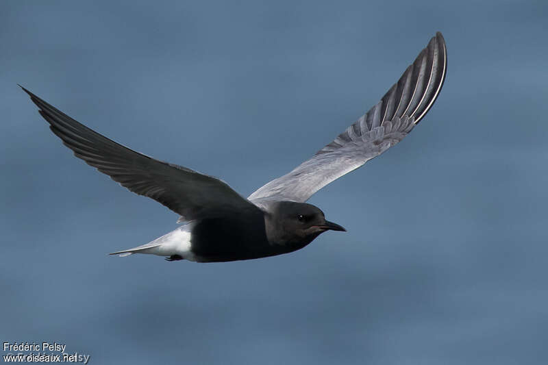 Black Ternadult breeding, Flight