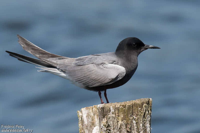 Black Ternadult breeding, identification