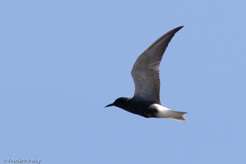 Black Tern