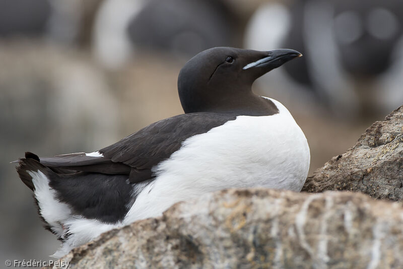 Guillemot de Brünnichadulte