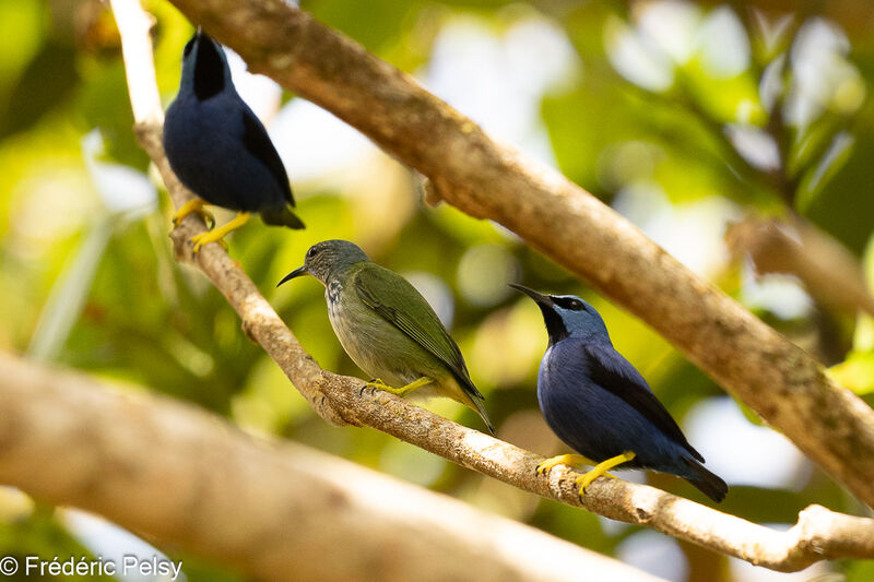 Shining Honeycreeper