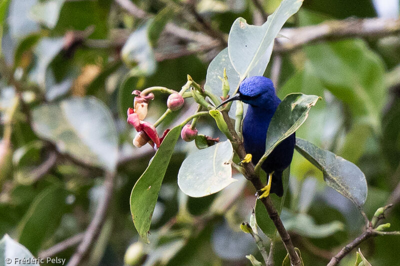 Purple Honeycreeper male adult, eats