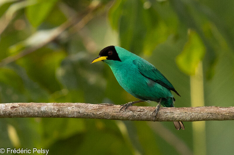 Green Honeycreeper male