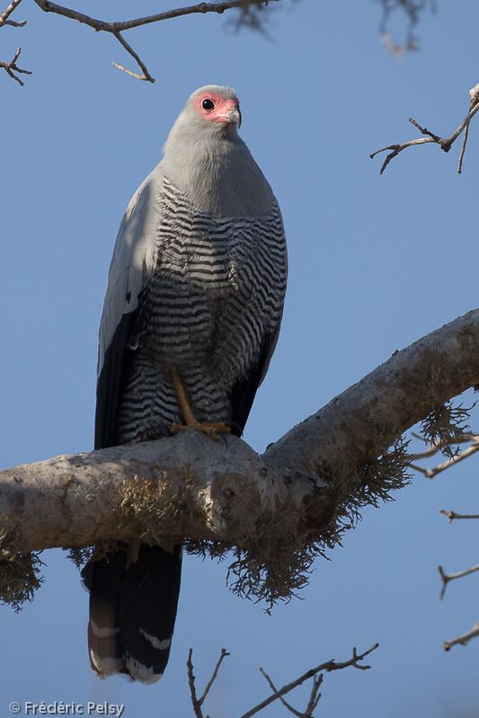 Madagascar Harrier-Hawkadult