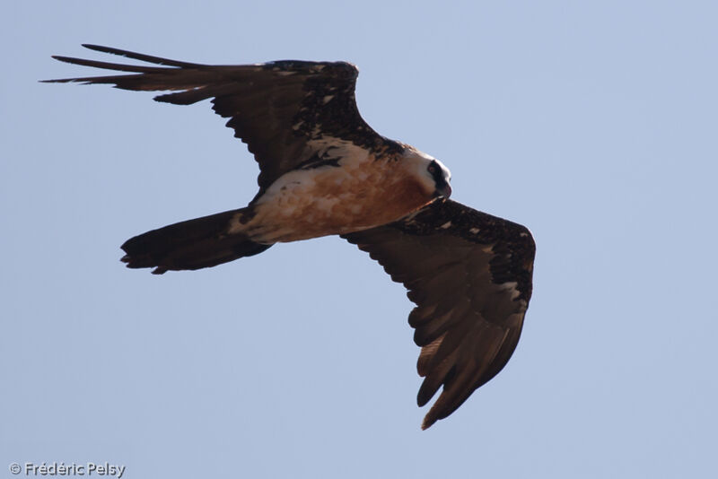 Bearded Vulture