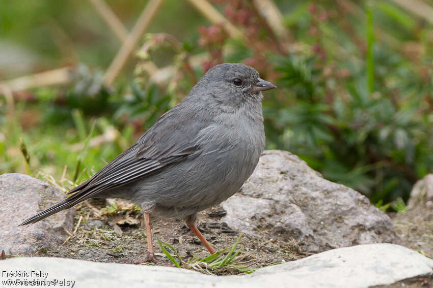 Plumbeous Sierra Finch