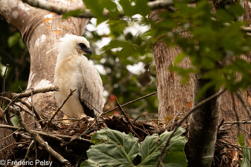 Crested Eagle