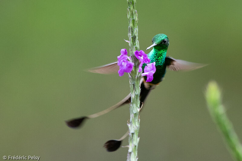 Peruvian Racket-tail male adult, eats