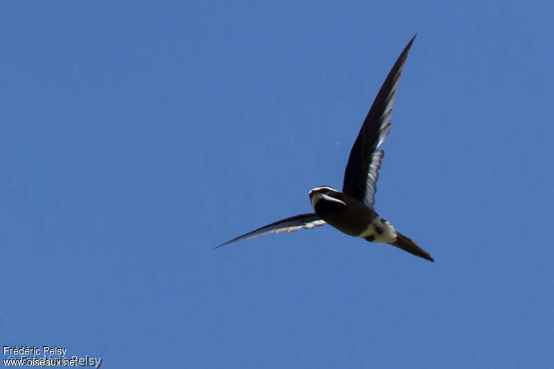 Whiskered Treeswiftadult, Flight