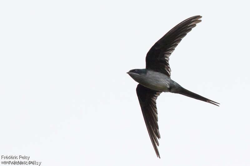 Grey-rumped Treeswift female adult, Flight