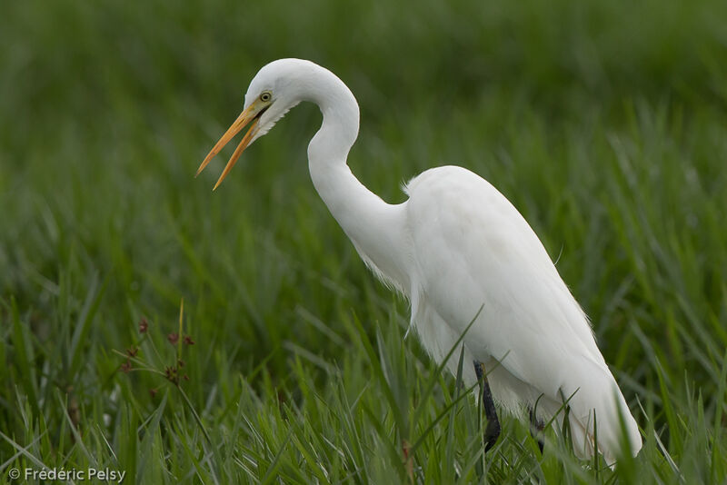 Yellow-billed Egretadult, identification