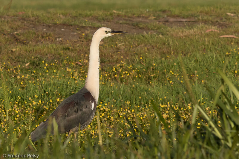 White-necked Heron