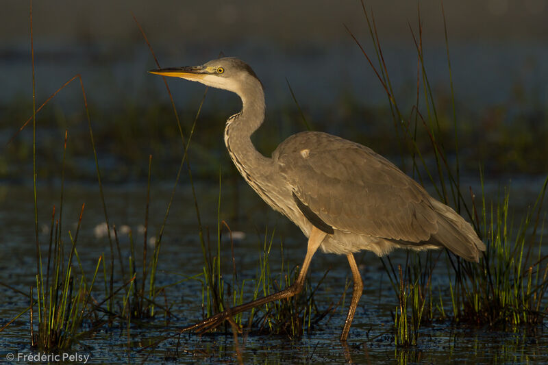 Grey Heronimmature