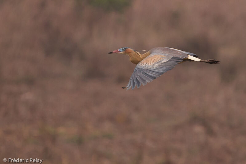 Whistling Heron, Flight