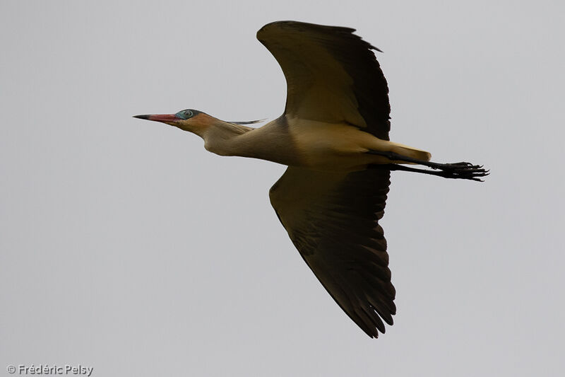 Whistling Heron, Flight