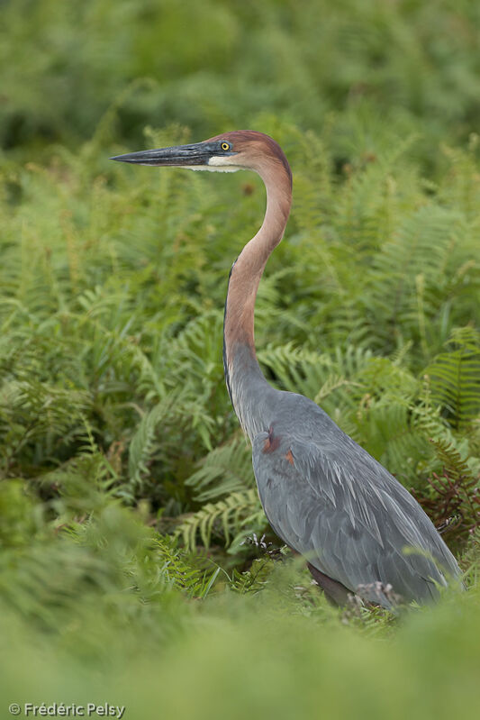 Goliath Heronadult