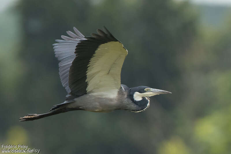 Black-headed Heronadult, pigmentation, Flight