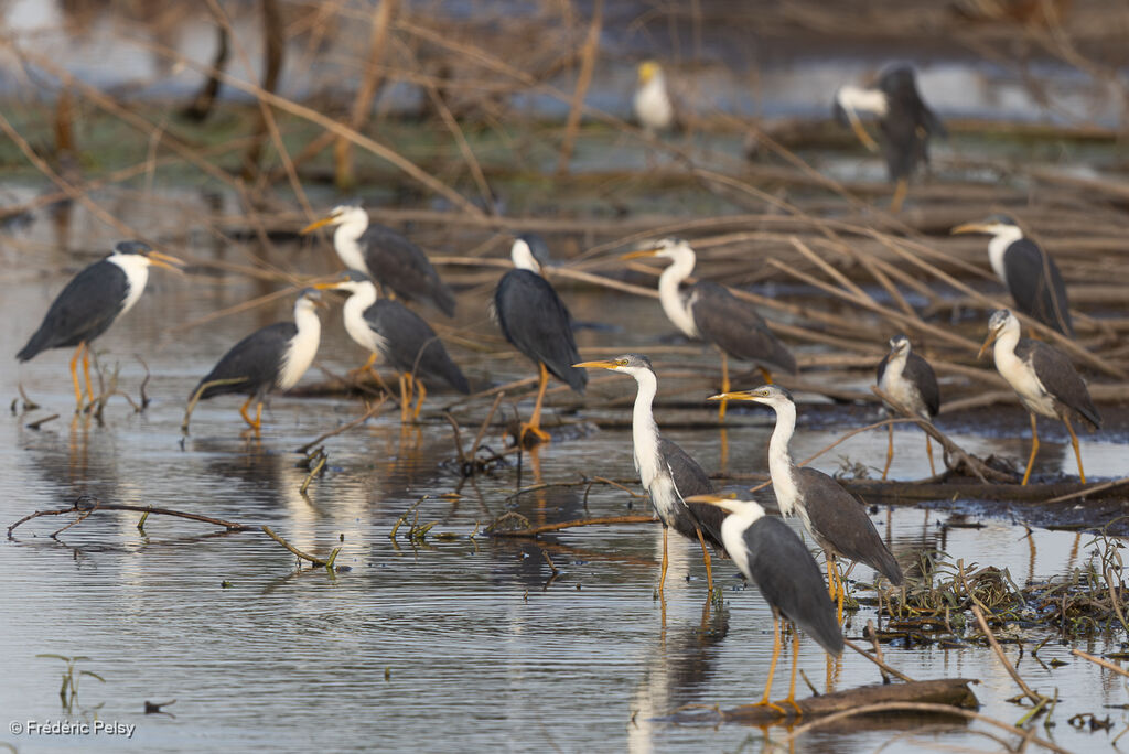 Pied Heron