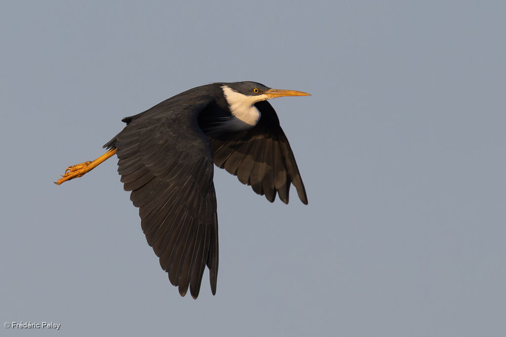 Pied Heron