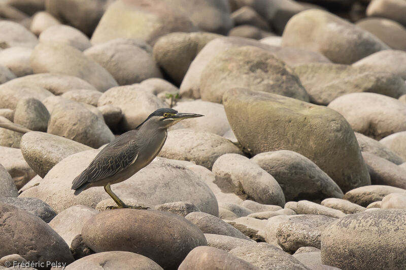 Striated Heron