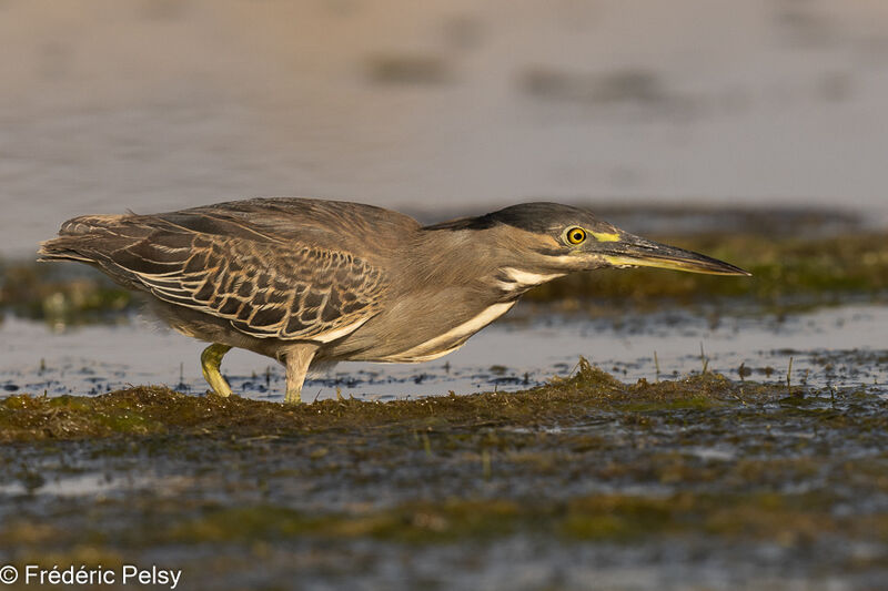 Striated Heron