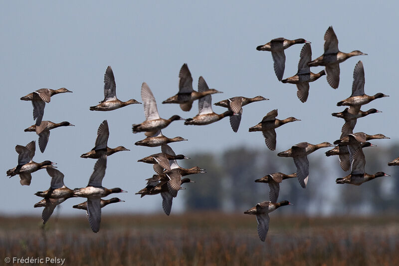 Black-headed Duck