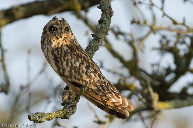 Short-eared Owl