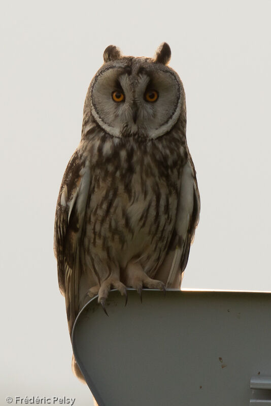 Long-eared Owladult